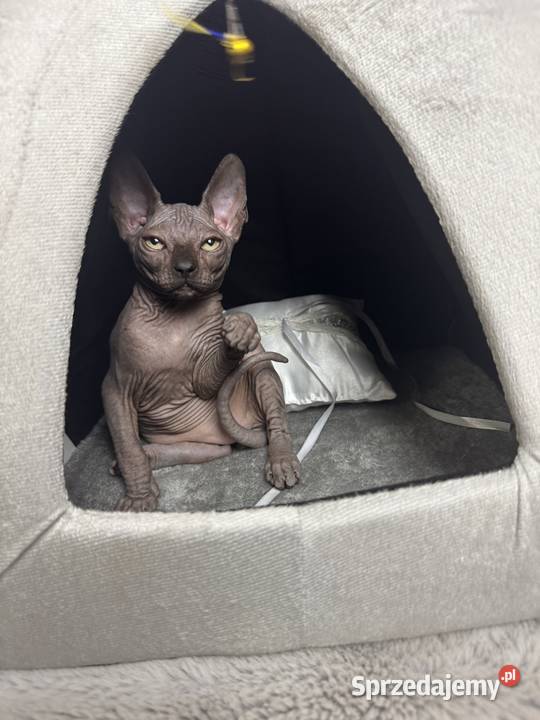 Sfinks czarny kocurek Zabrze