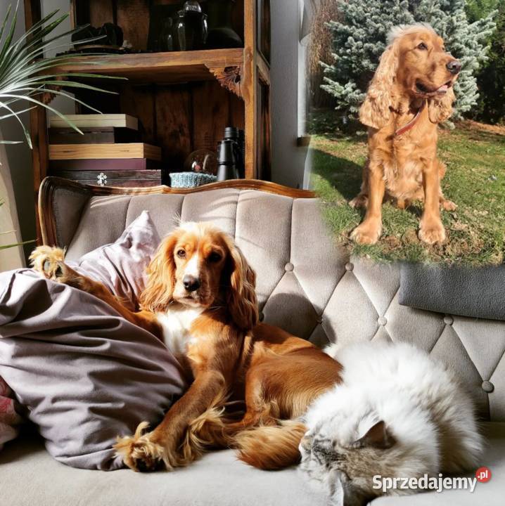 Cocker Spaniel Angielski Wieliczka sprzedam