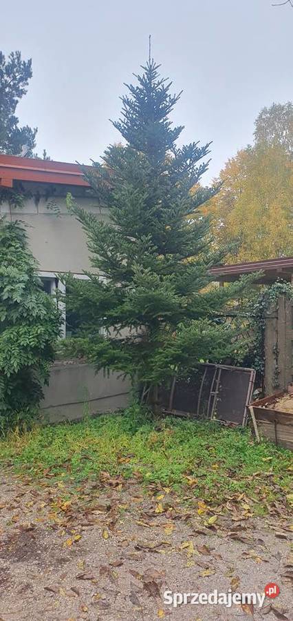 Sprzedam jodłę koreańską około 35m wysoka Różyca