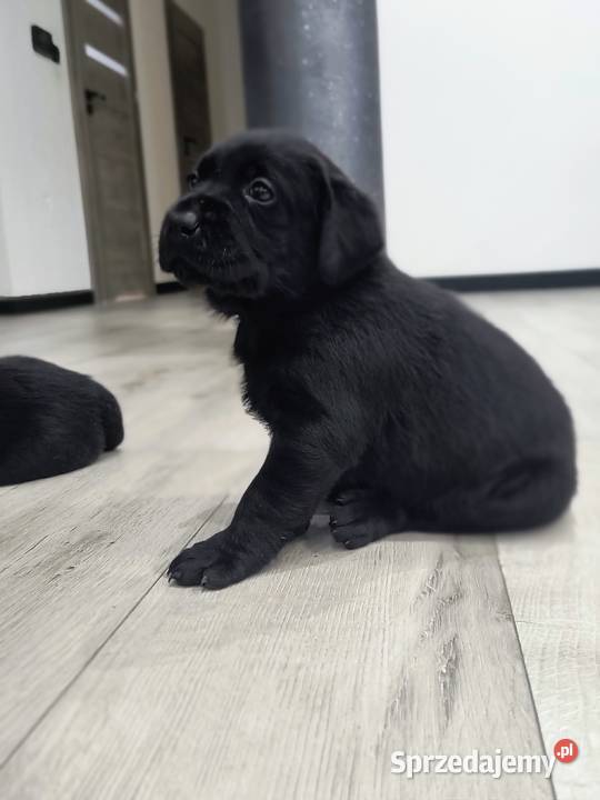 Labrador retriever małopolskie Słopnice