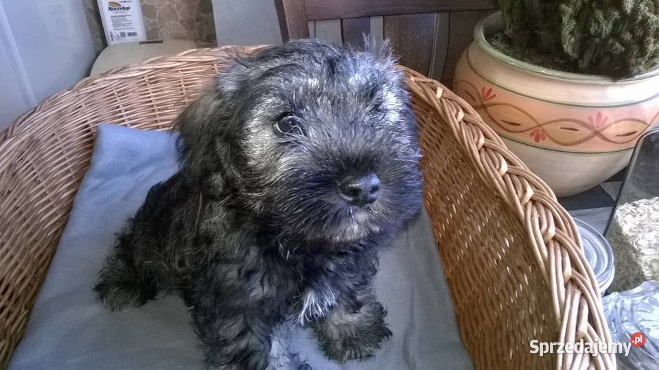 sznaucer miniaturowy Lubień Kujawski