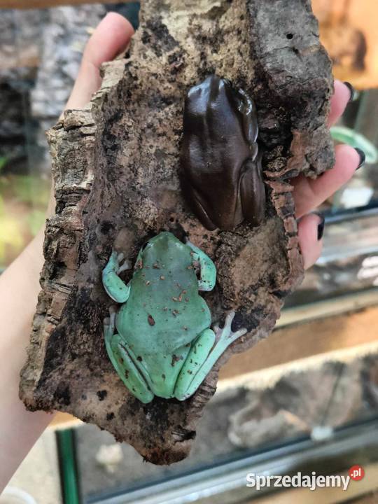 Rzekotka australijska Ranoidea caerulea ex Kraków