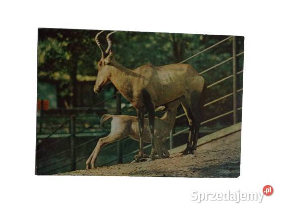 Pocztówka z lat siedemdziesiątych warszawskie