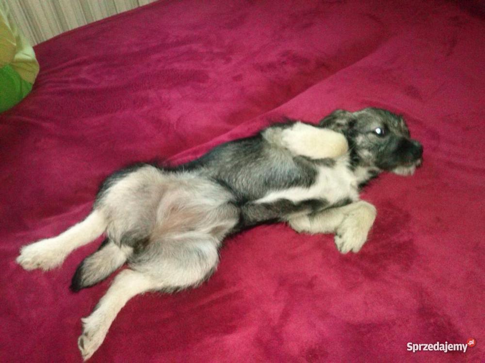 mieszanka sznaucera Koszalin