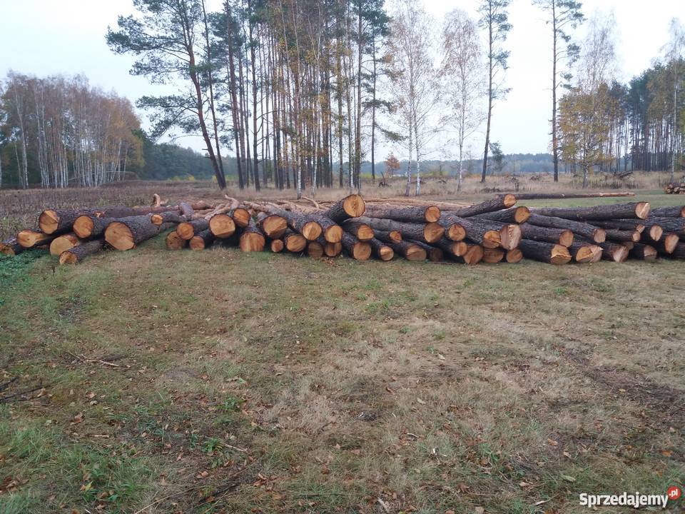 Drewno tartaczne i średniowymiarowe sosna Rogalice sprzedam
