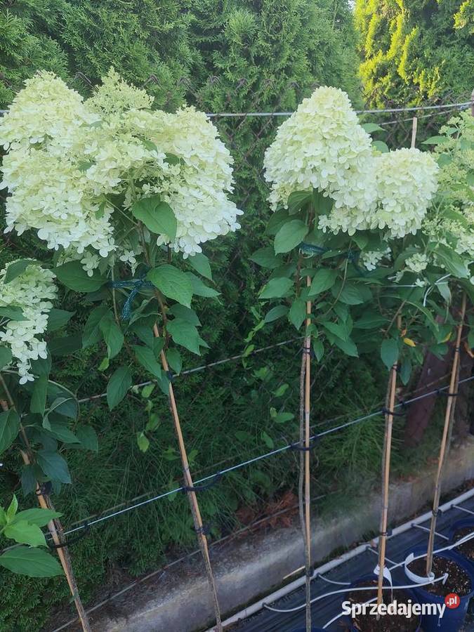 Hortensje Bukietowe na pniu hurt sprzedam Tarnobrzeg