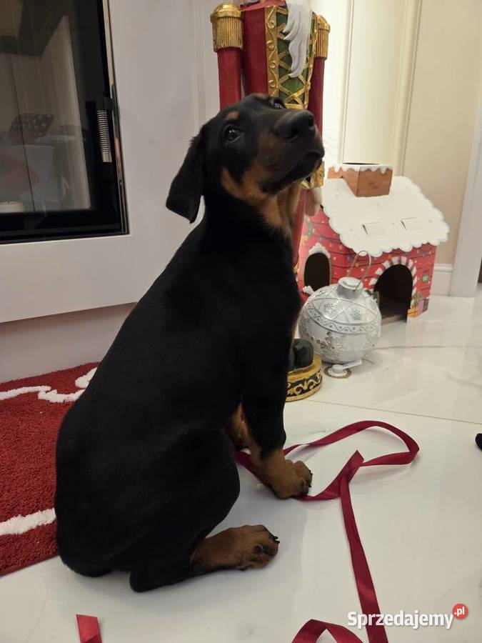 Sprzedam sunie rasy Doberman Panieńszczyzna sprzedam