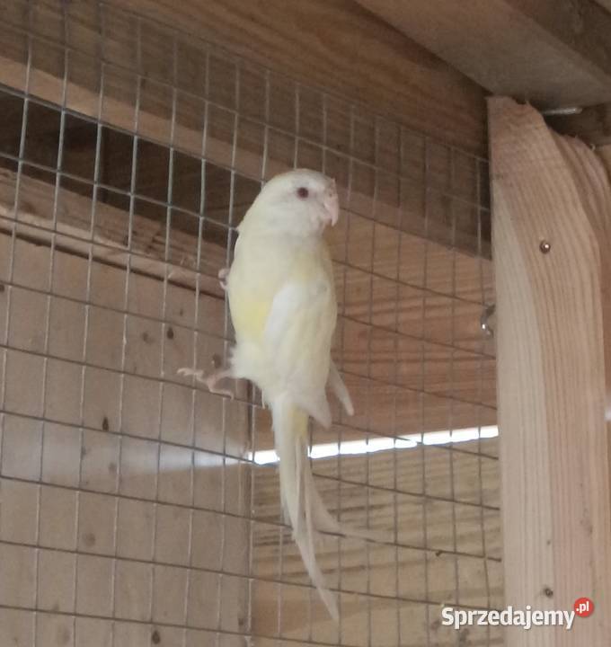 2 samice świergotki