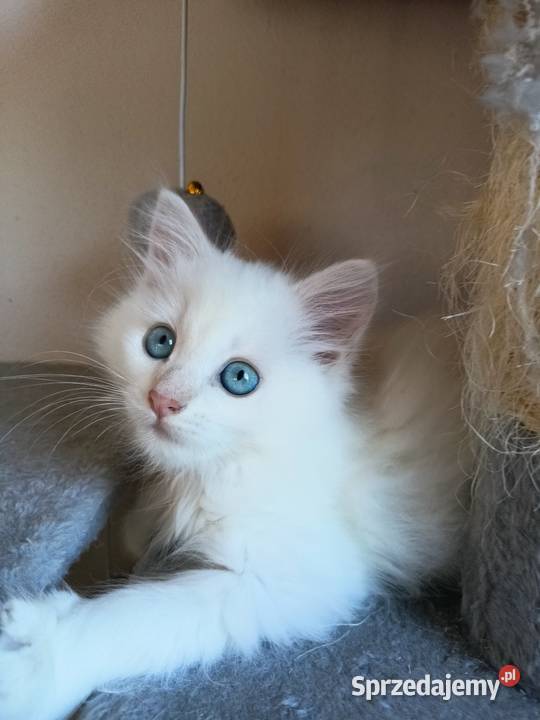 Śliczny Kocur Syberyjski Umi z Rodowodem PZFWCF