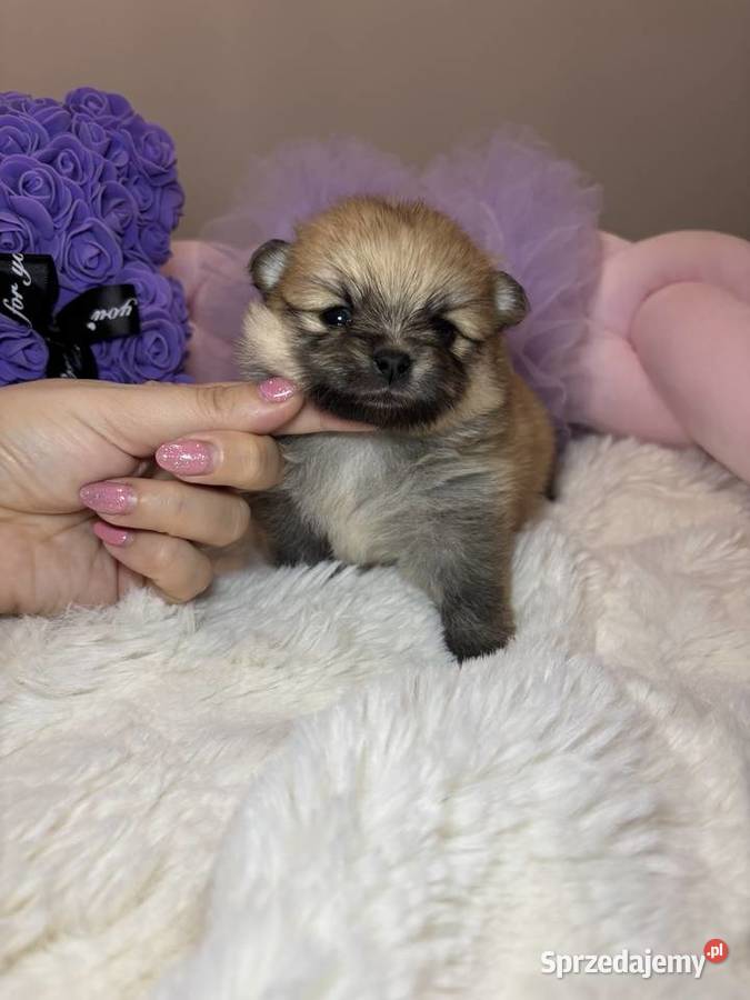 Suczka szpic miniaturowy pomeranian Orange łódzkie Bełchatów sprzedam