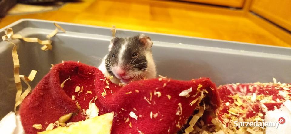 Chomiczek syryjski samiczka Białystok