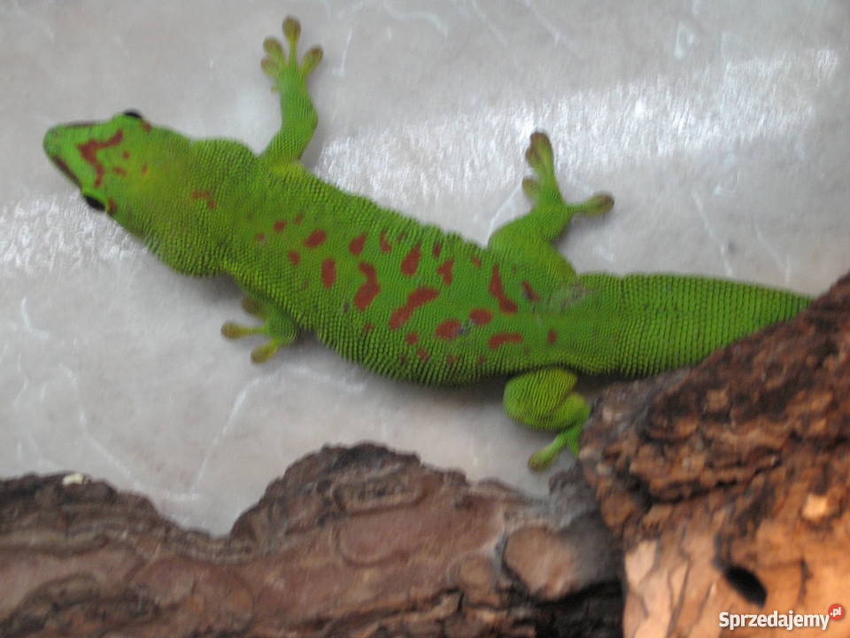 FelsumyFelsuma Madagaskarska Grandis High Red ni Warszawa