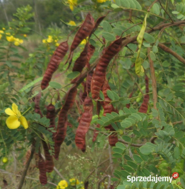 CASSIA AURICULATA Cassia auriculata NASIONA 100g Lubanie