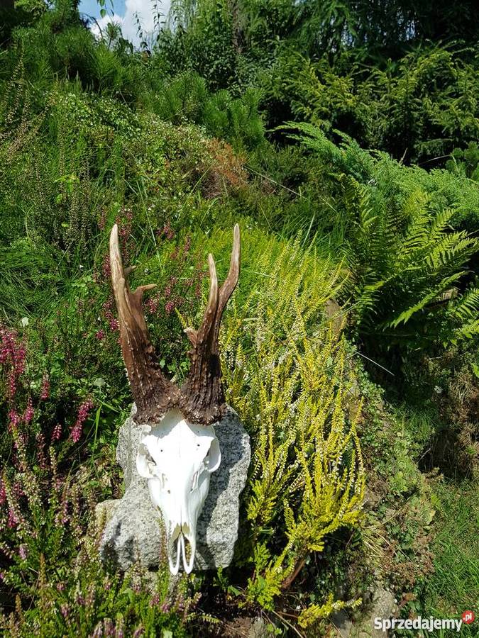 Kopie parostków KRZYSTKOWICE CIC 20147 Orzesze