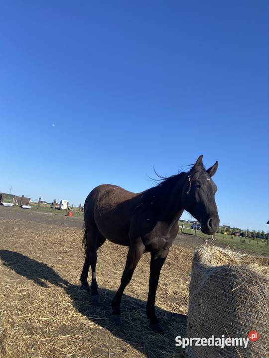 Wałach Iwar APH APALLOUS Zamość