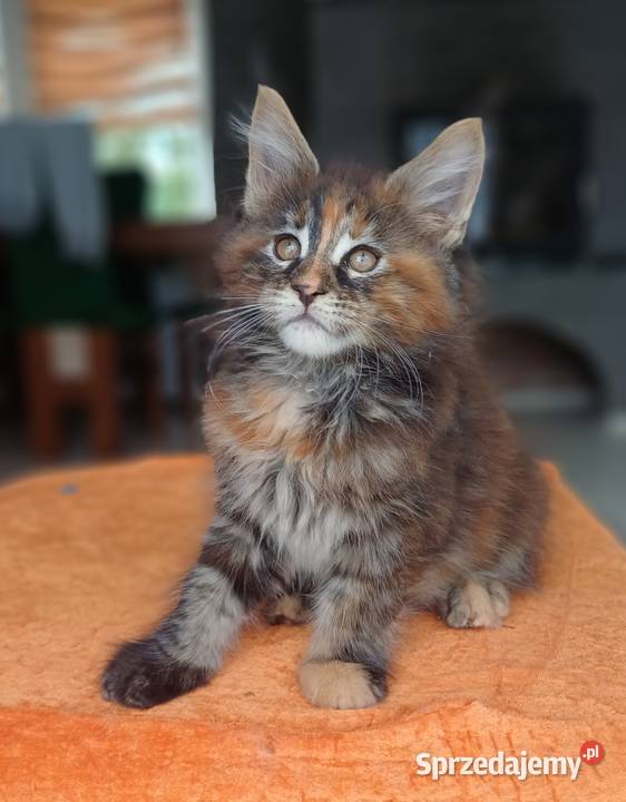 Maine Coon Kotka f22 Rodowód FPL Olkusz