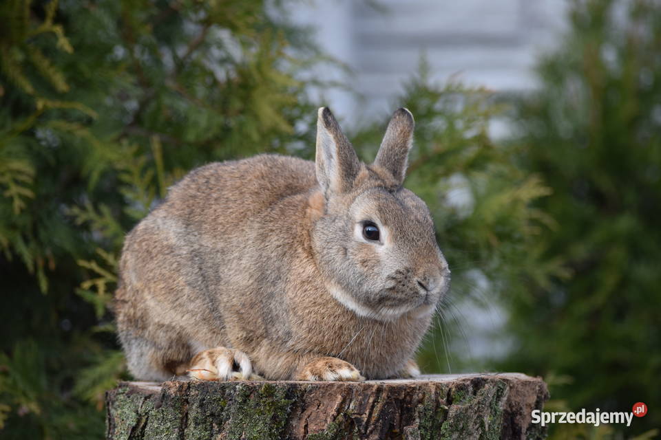 Króliczek Karzełek Niderlandzki hodowla Łochów