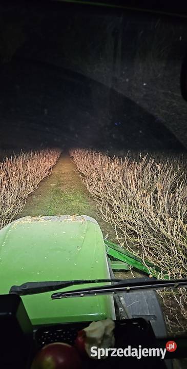 Usługi podcinania porzeczki Puławy