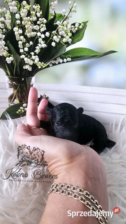 Pudel ToyMiniatura czarny piesek Badania Sędziejowice sprzedam