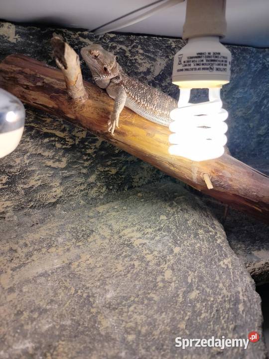 Agama brodata terrarium Frombork