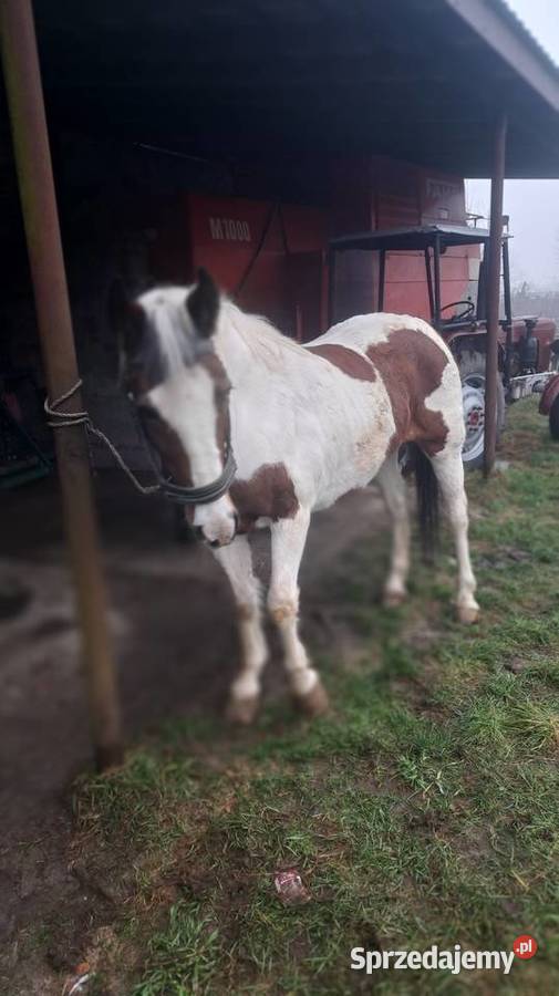 Sprzedam klacz Proboszczowice