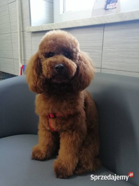 Pudel Pudle suczka TOY Red BROWN Stalowa Wola