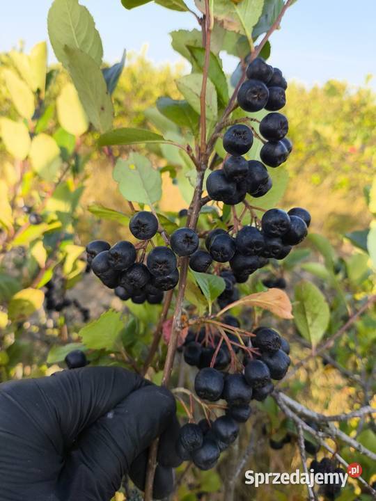 Aronia wysyłka kurierem paczkomatem kraj Warszawa