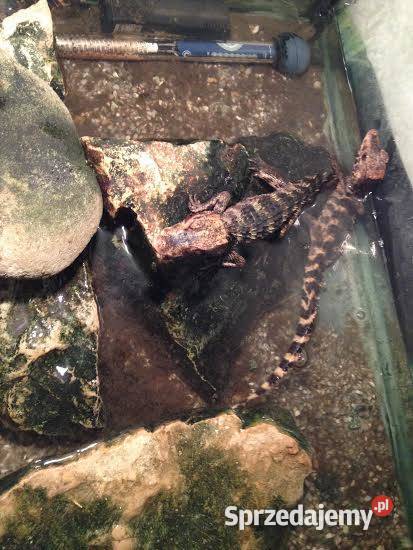 Młode Kajmany Schneidera Paleosuchus trigonatus Katowice