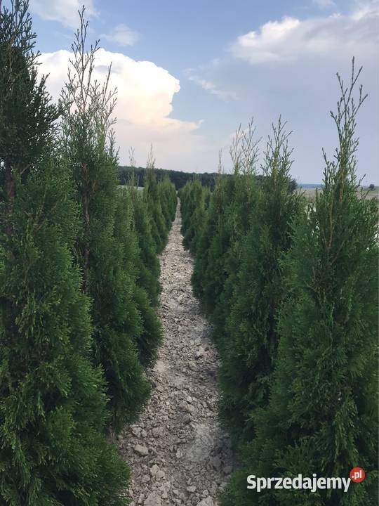 Tuja szmaragd 80 140 Kosarzew Górny