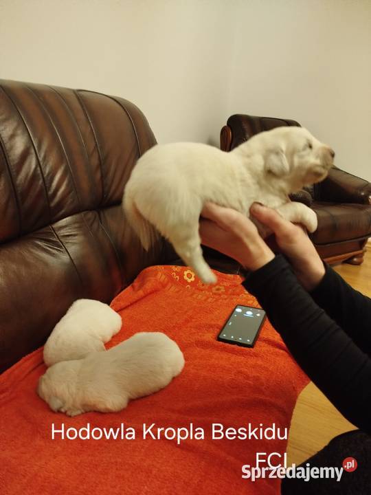 Szczeniaki Polski Owczarek Podhalański Rzeszów