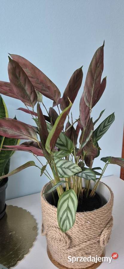 Calathea Compactstar domowe kwiaty doniczkowe Skuły