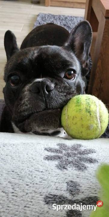Buldog Francuski oddam suczke 5 lat małopolskie Kraków