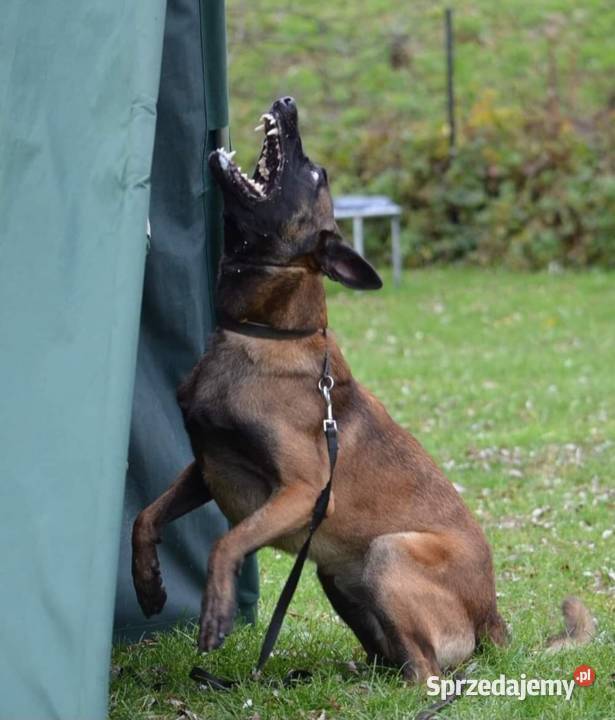 Owczarek belgijski Malinois FCI Zapowiedz miotu Nowy Sącz