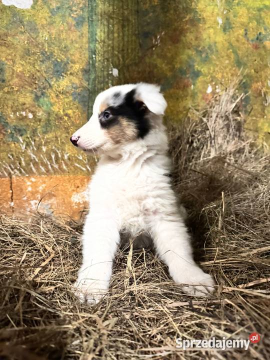 Owczarek szkocki collie Zakrzewo