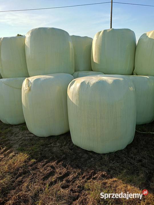 Baloty sianokiszonki 125125 pokos 2025 Rolnictwo Sierakowice