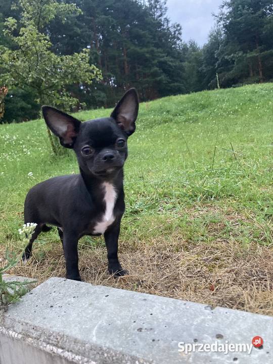Chihuahua MALEŃKI piesek ZKwP Raczyce