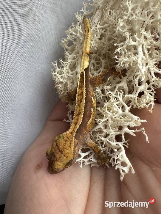 Młodziutki gekon orzęsiony Jastrzębie-Zdrój