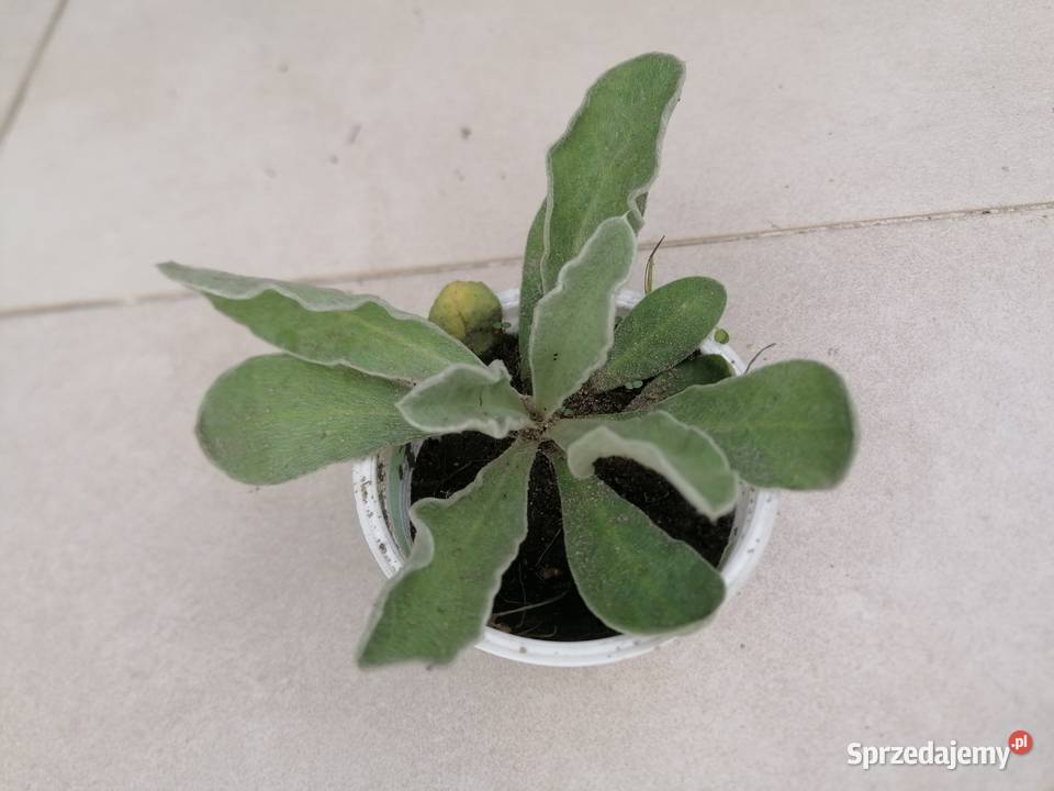 Marcinki jesienne kwiaty mrozoodporne Łódź