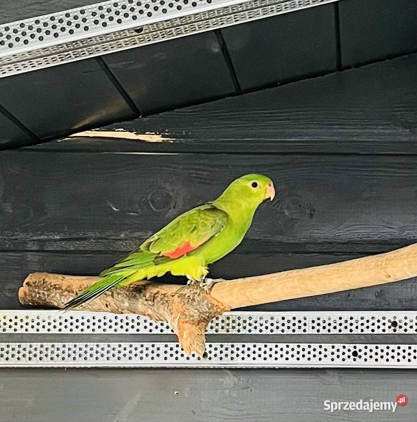 Krasnopiórki czerwonoskrzydłe 2025 r Mnich