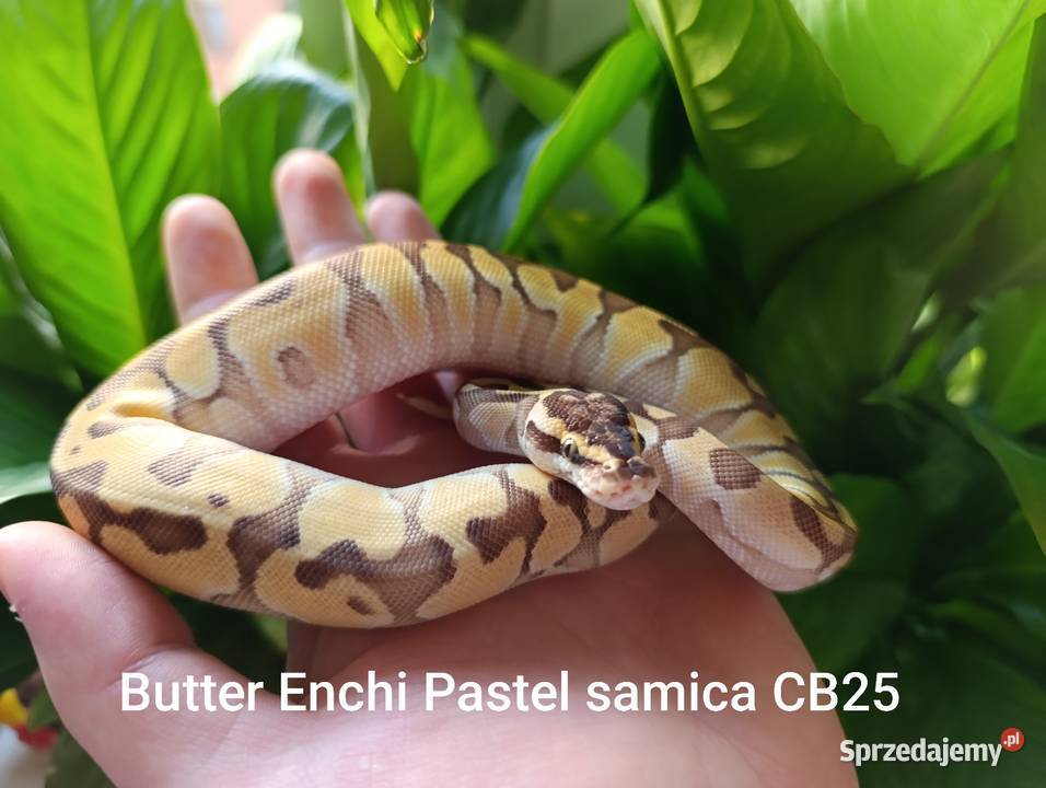 Pyton Królewski samica Góra Kalwaria
