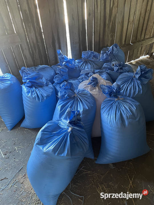 Pszenżyto na metry Sokolniki