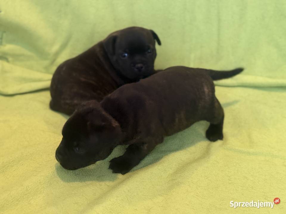 Staffik Staffordshire Bull Terrier ZKwP Sieradz