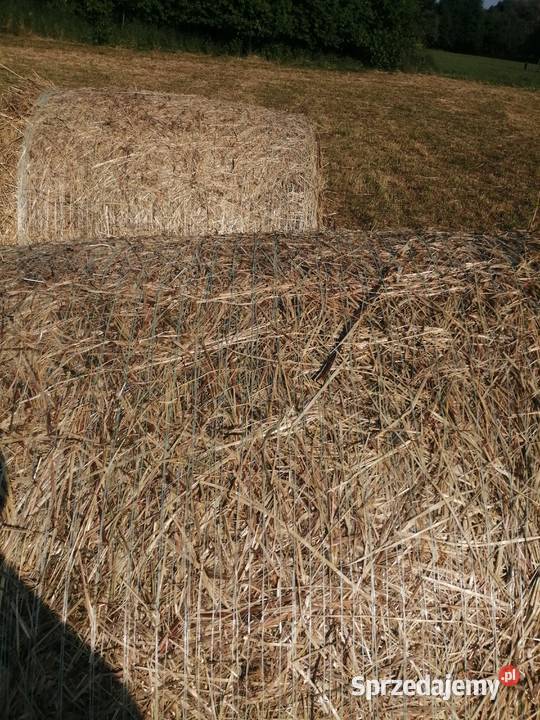 Siano Trawy, słoma Bochnia sprzedam
