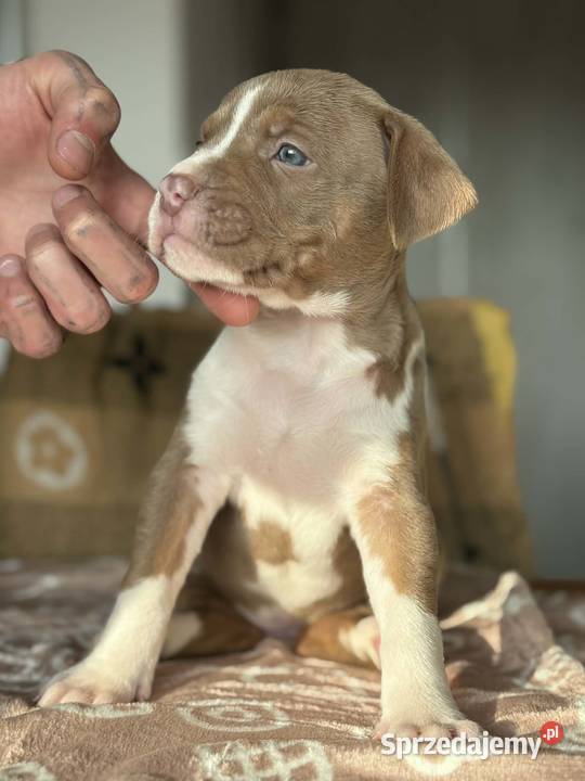 American Bully XL ABKC Poznań