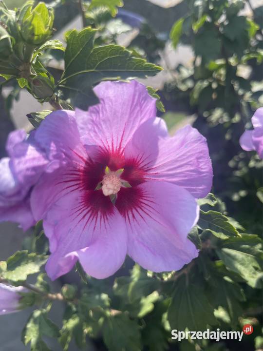 Hibiskus Spławie
