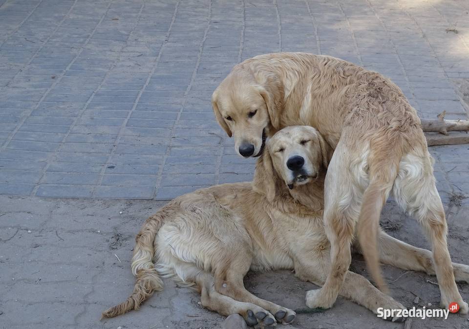 Golden retriever mazowieckie
