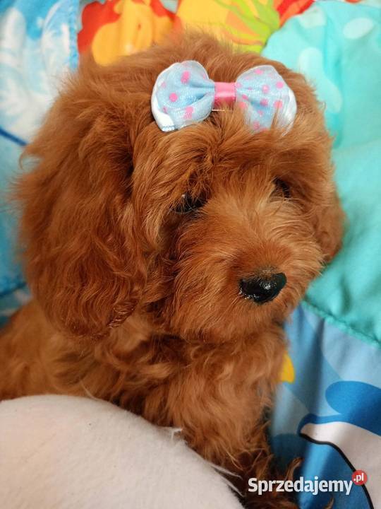Cavapoo f1b Miechów