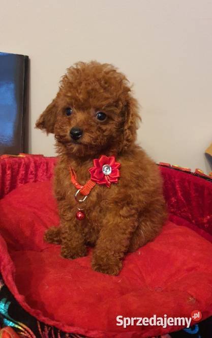 Pudel Toypudelek red śliczna suczka Częstochowa