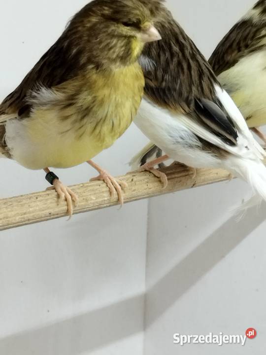 Kanarki Gloster Gostyń sprzedam