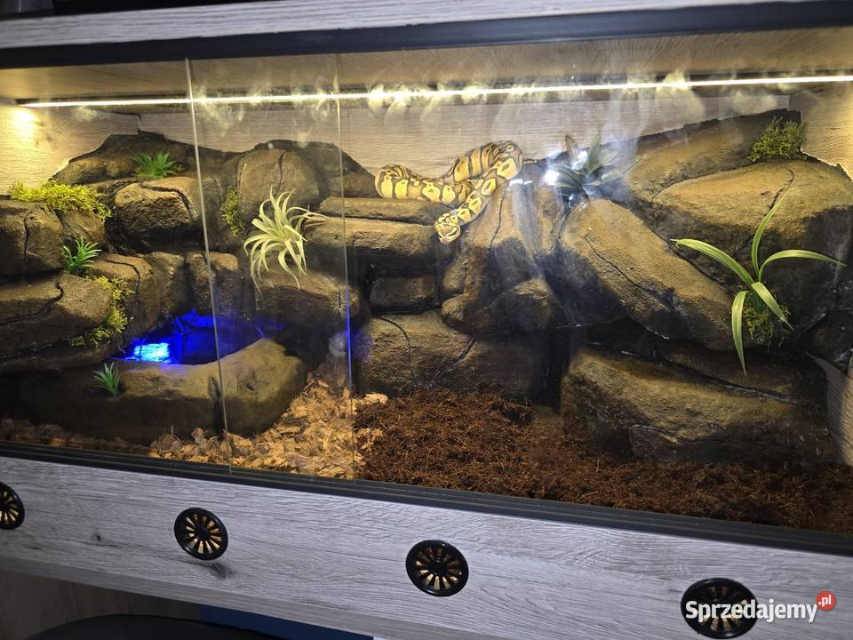 Wąż nie zbożowy Sosnowiec